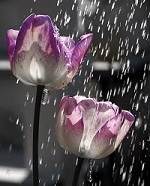 صبا_2009 آواتار ها