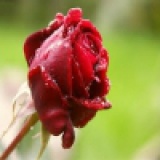 الهه زیبایی ها آواتار ها