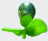 فرهنگ 27 آواتار ها