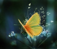 تیام آواتار ها